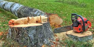 Best Tree Preservation Services  in Mirrormont, WA