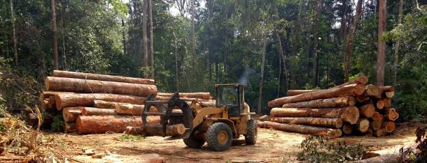 How Our Tree Care Process Works  in  Mirrormont, WA