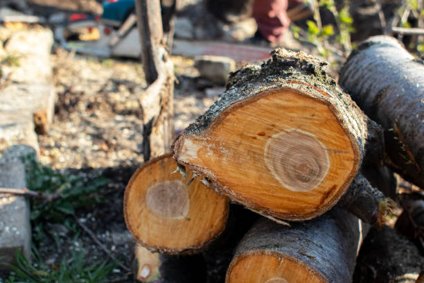 Trusted Mirrormont, WA Tree Care Experts