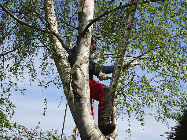 Best Fruit Tree Pruning  in Mirrormont, WA