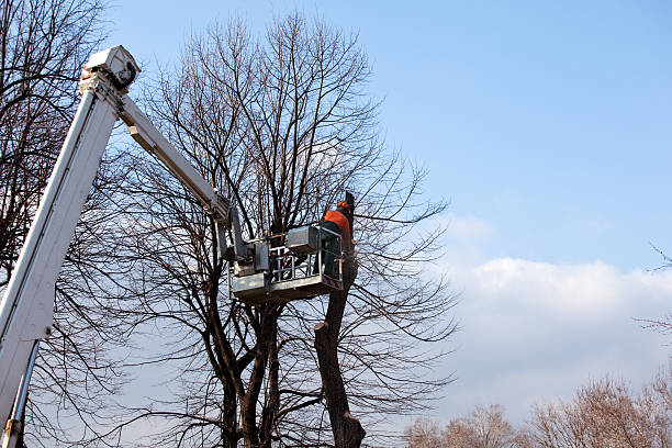 Best Hazardous Tree Removal  in Mirrormont, WA